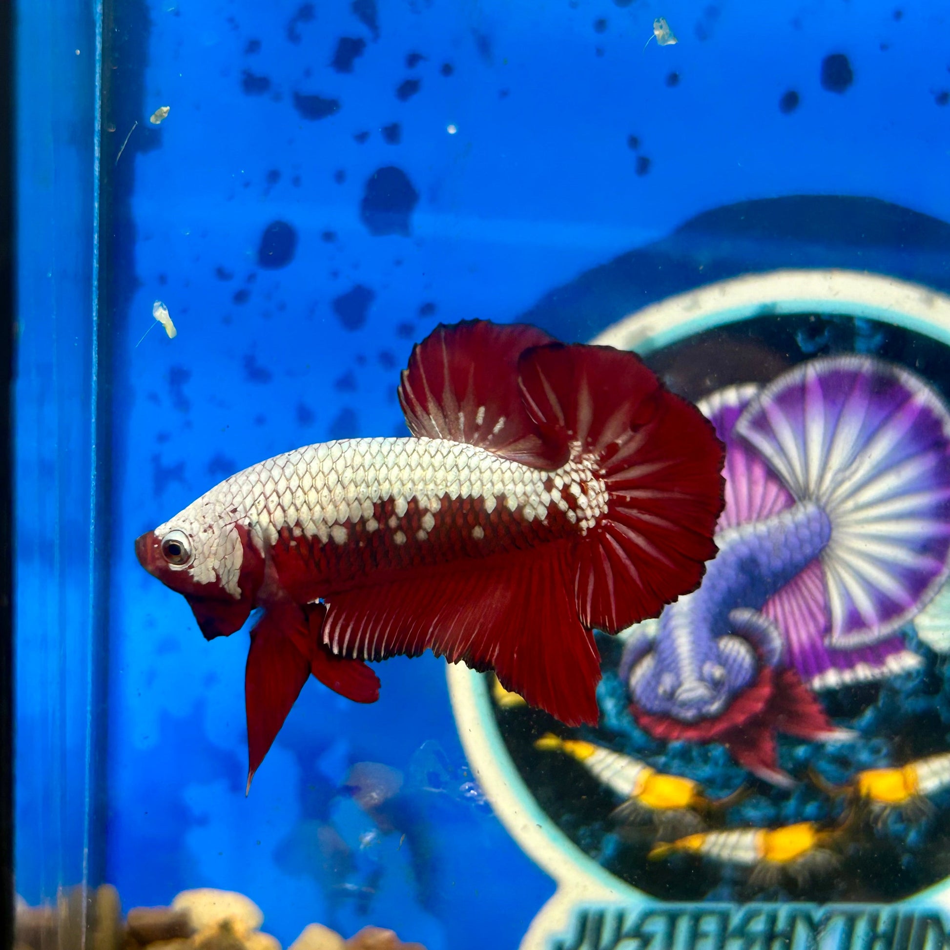 Red Samurai Plakat - Male Betta 096