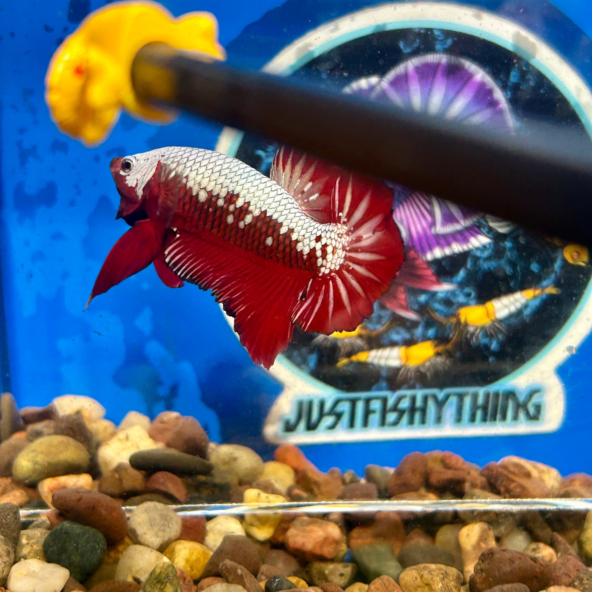 Red Samurai Plakat - Male Betta 096