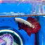 Red Samurai Plakat - Male Betta 096