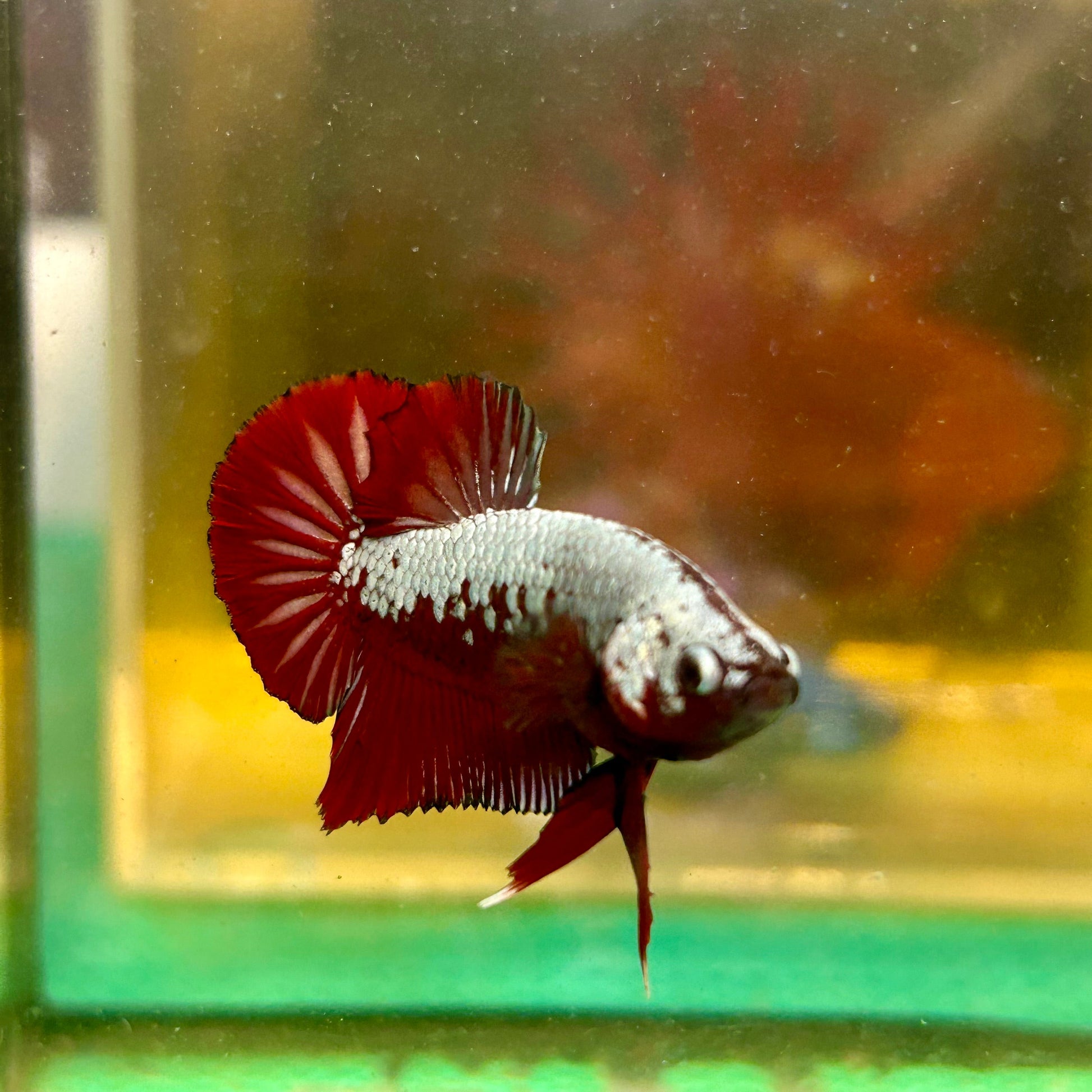 Red Samurai Plakat - Male betta 108