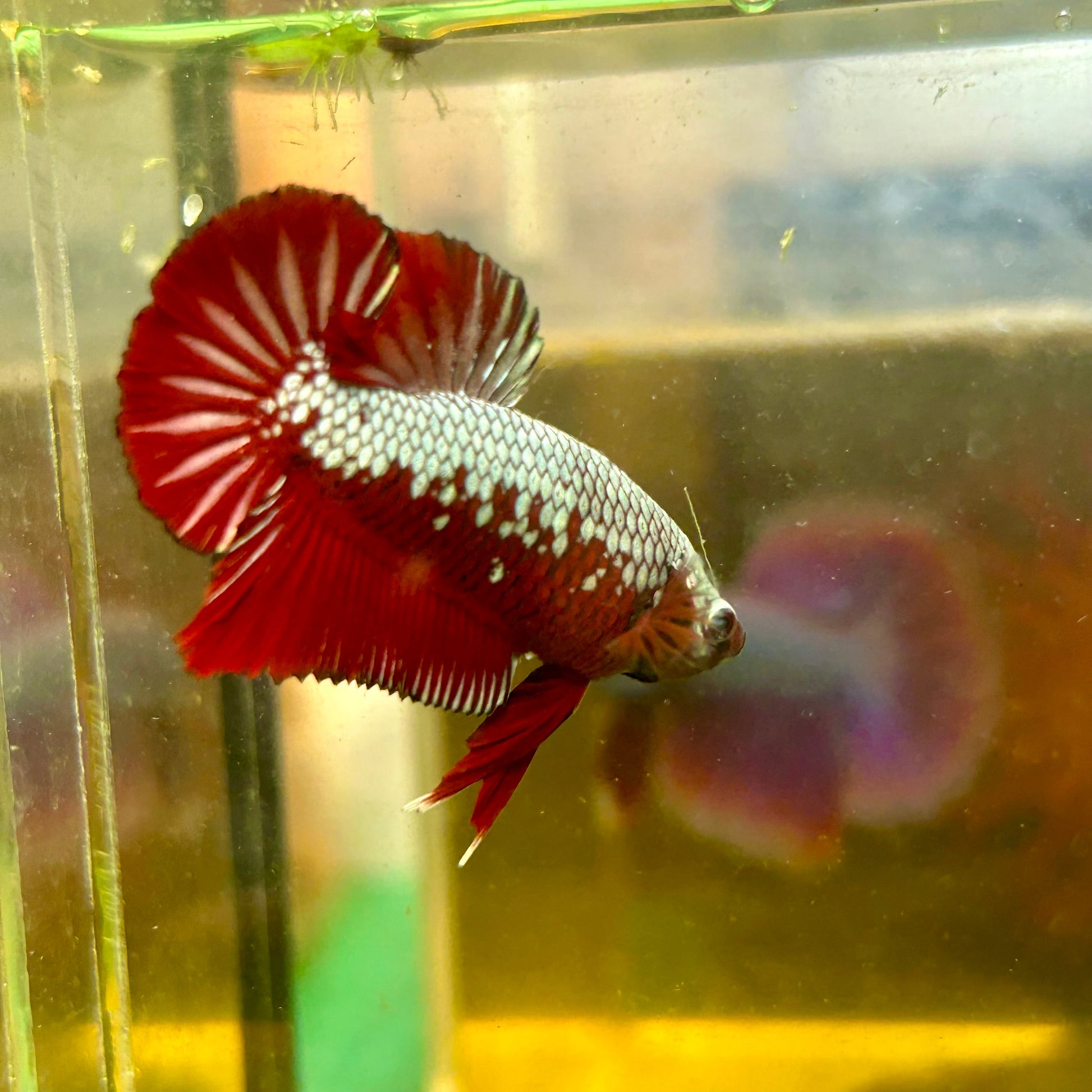 Red Samurai Plakat - Male betta 108