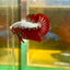 Red Samurai Plakat - Male betta 108