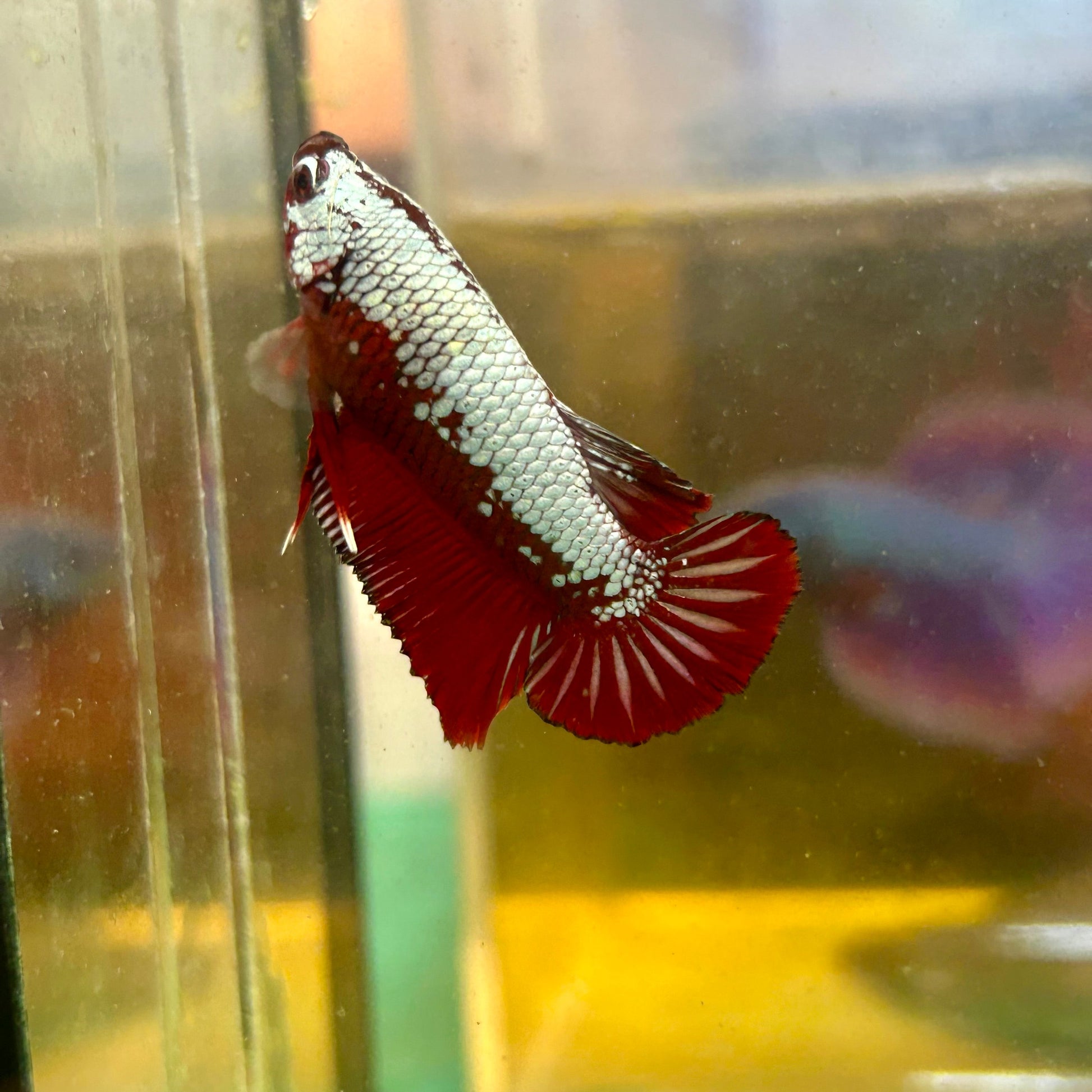 Red Samurai Plakat - Male betta 108