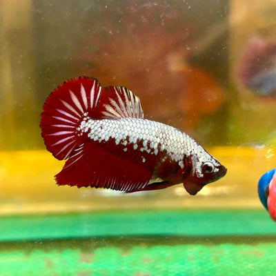 Red Samurai Plakat - Male betta 108