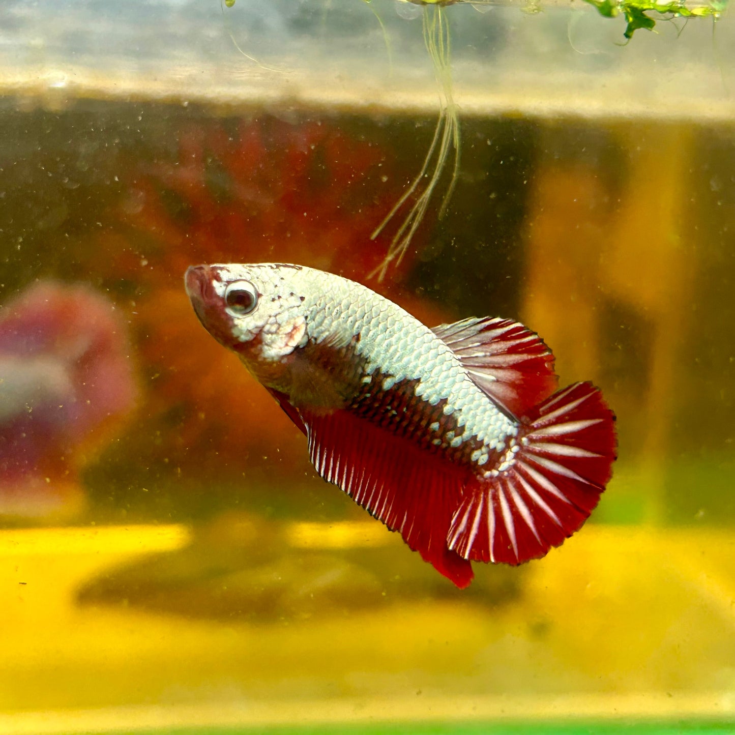 Red Samurai Plakat - Male Betta 112