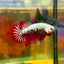 Red Samurai Plakat - Male Betta 112