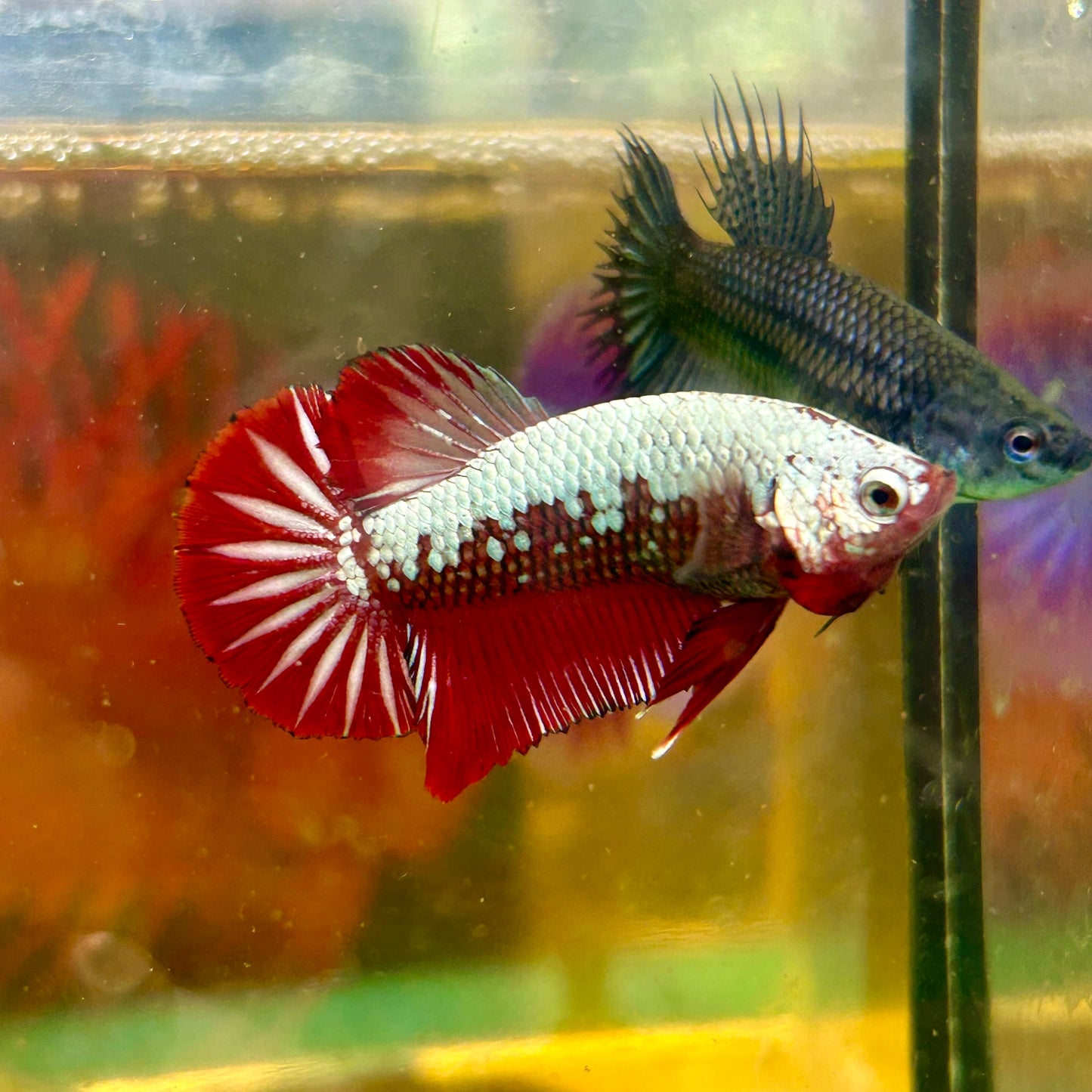 Red Samurai Plakat - Male Betta 112