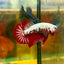 Red Samurai Plakat - Male Betta 112