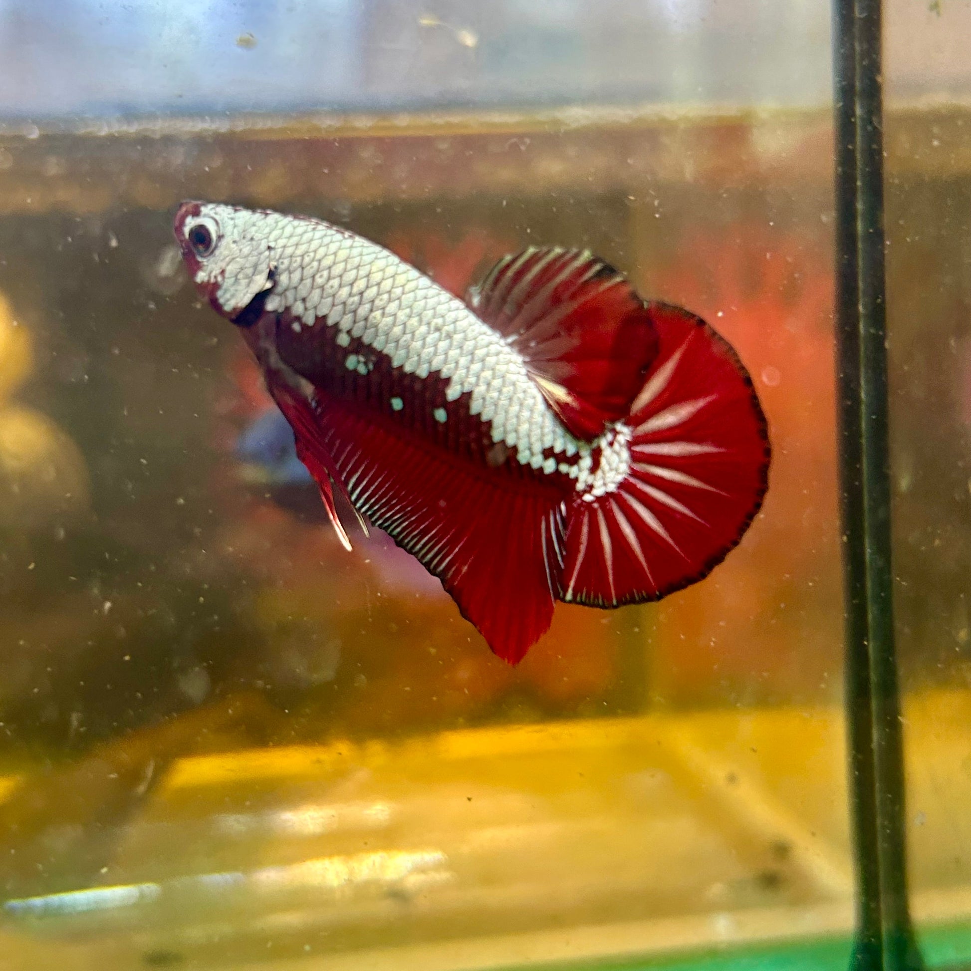 Red Samurai Plakat - Male betta 137