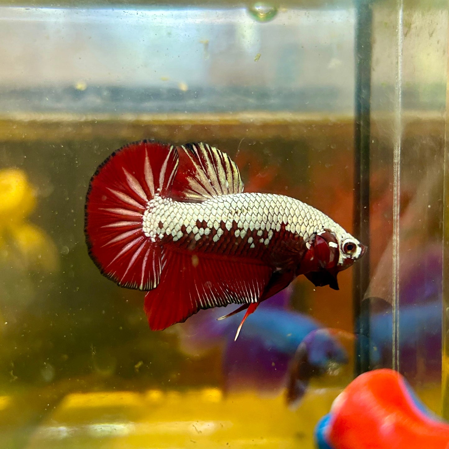 Red Samurai Plakat - Male betta 137