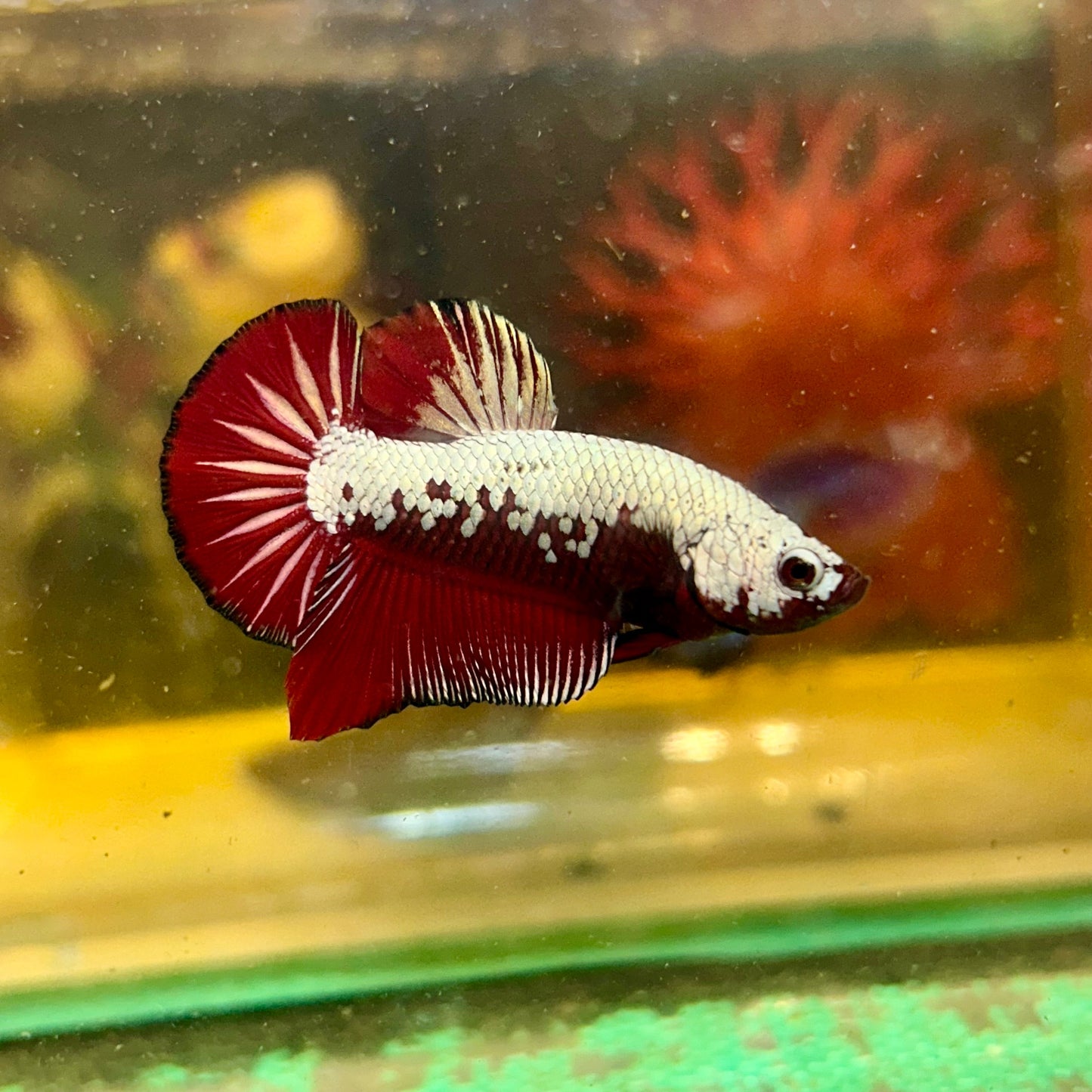 Red Samurai Plakat - Male betta 137