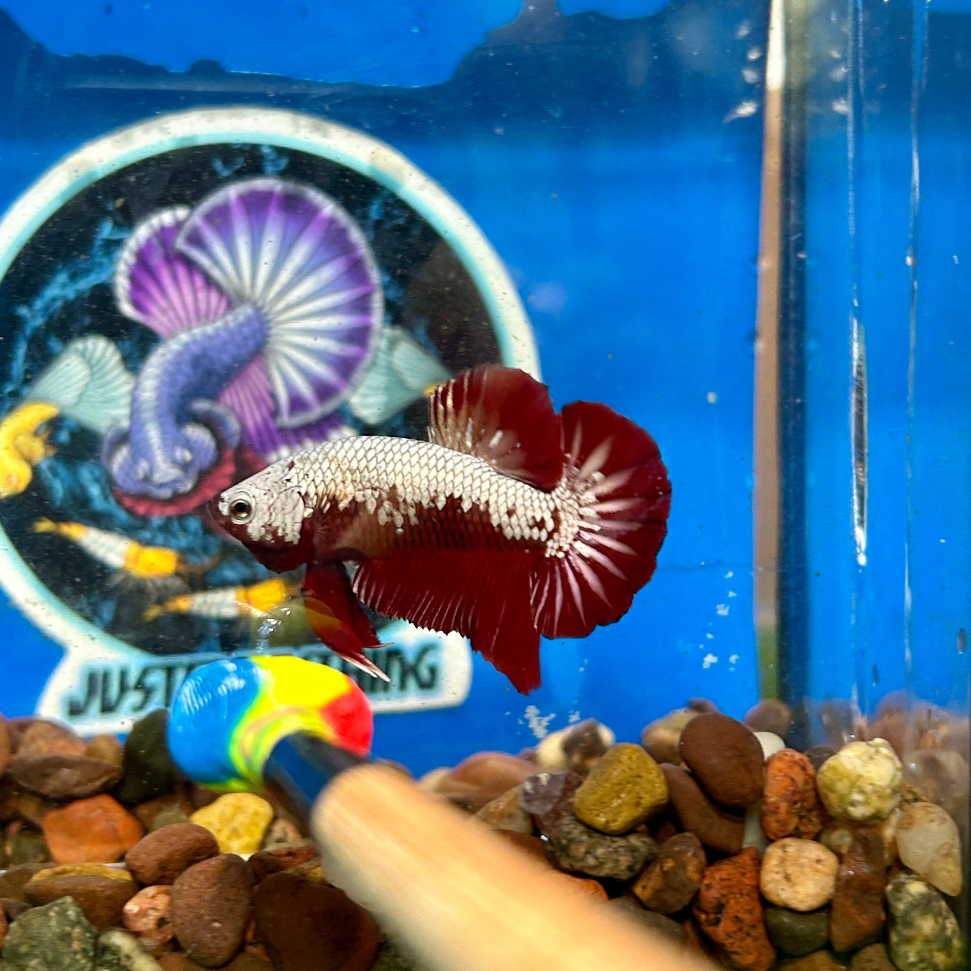 Red Samurai Plakat - Male Betta 140