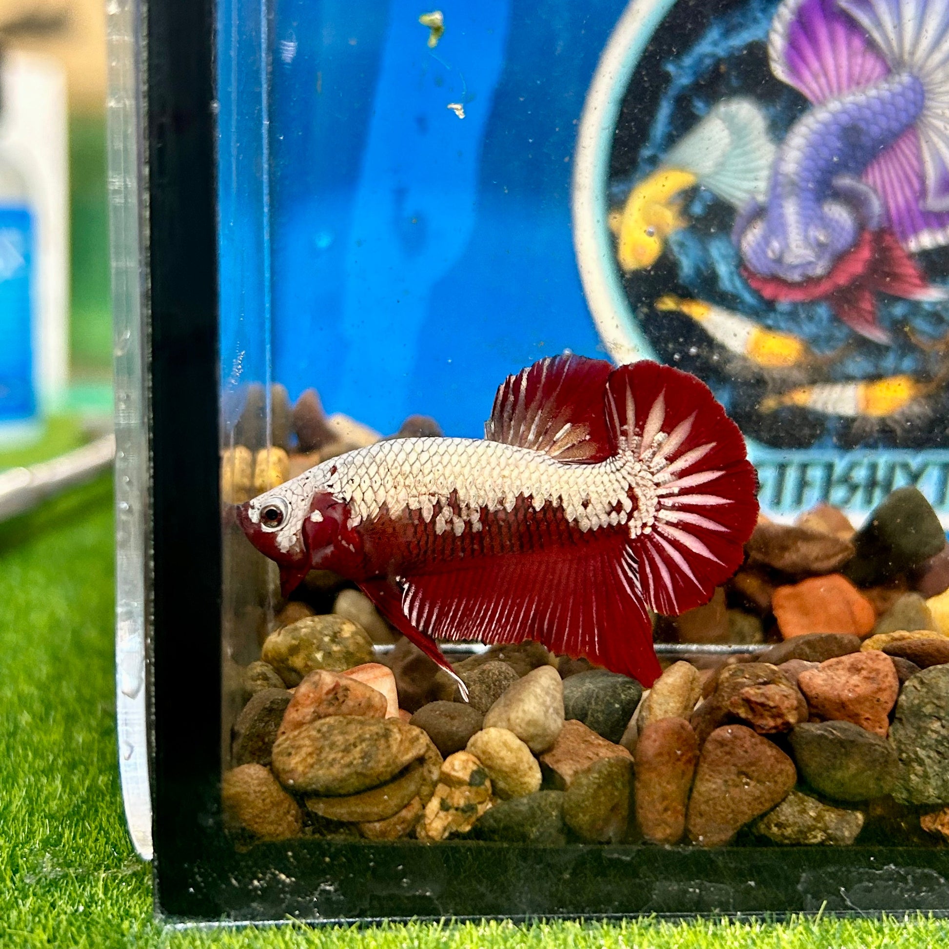 Red Samurai Plakat - Male Betta 140