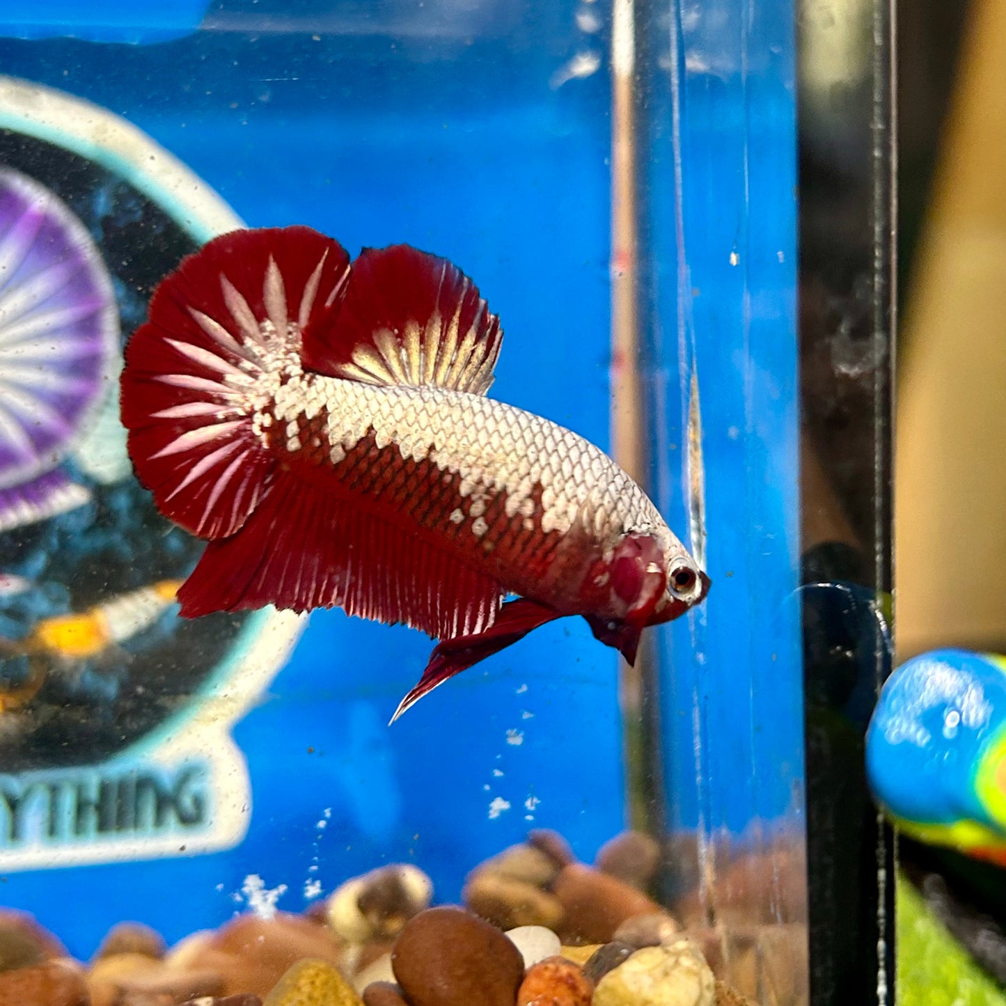 Red Samurai Plakat - Male Betta 140