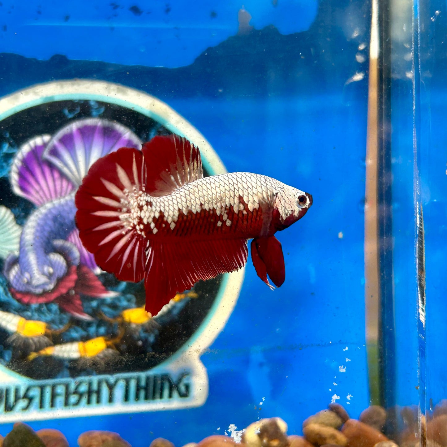 Red Samurai Plakat - Male Betta 140