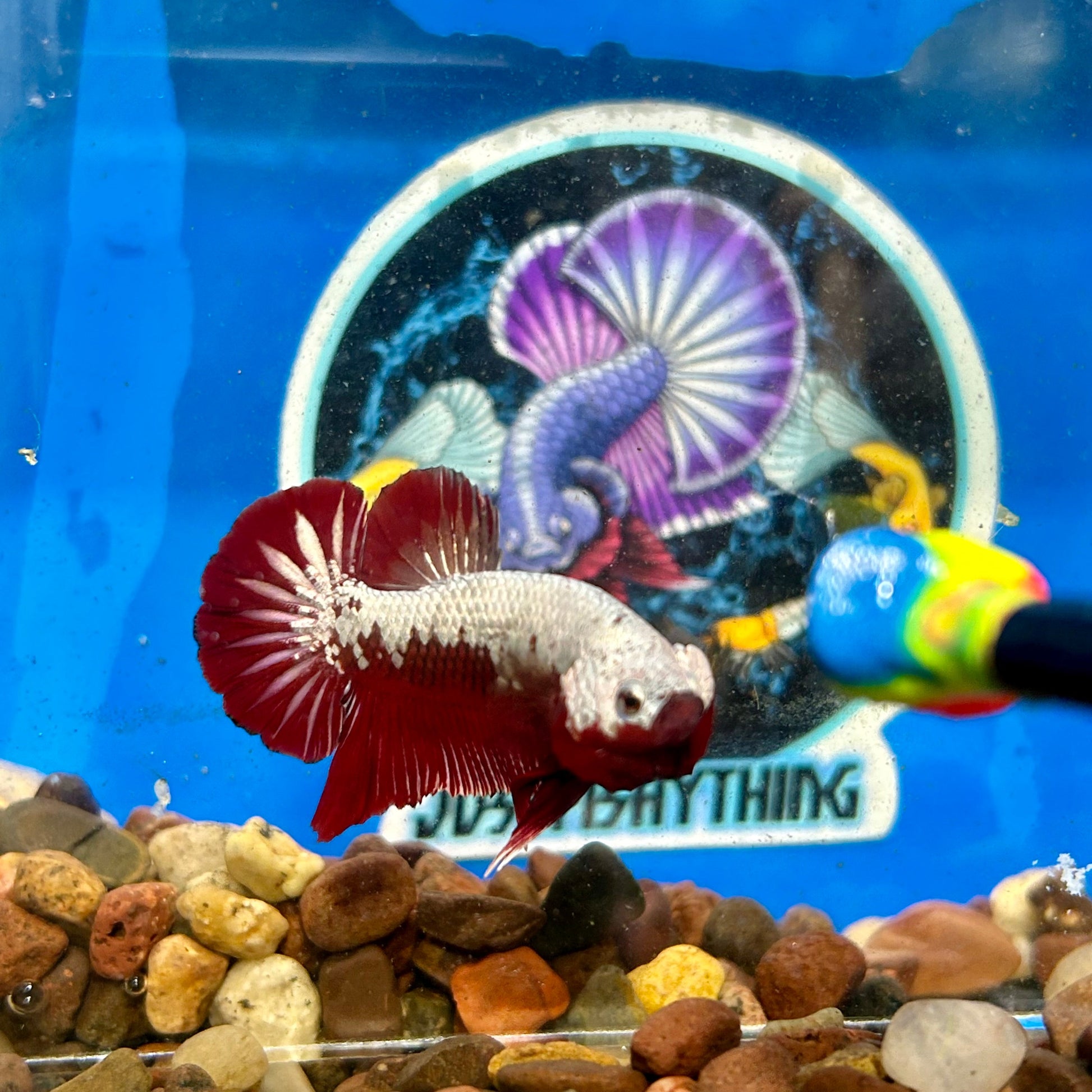 Red Samurai Plakat - Male Betta 140