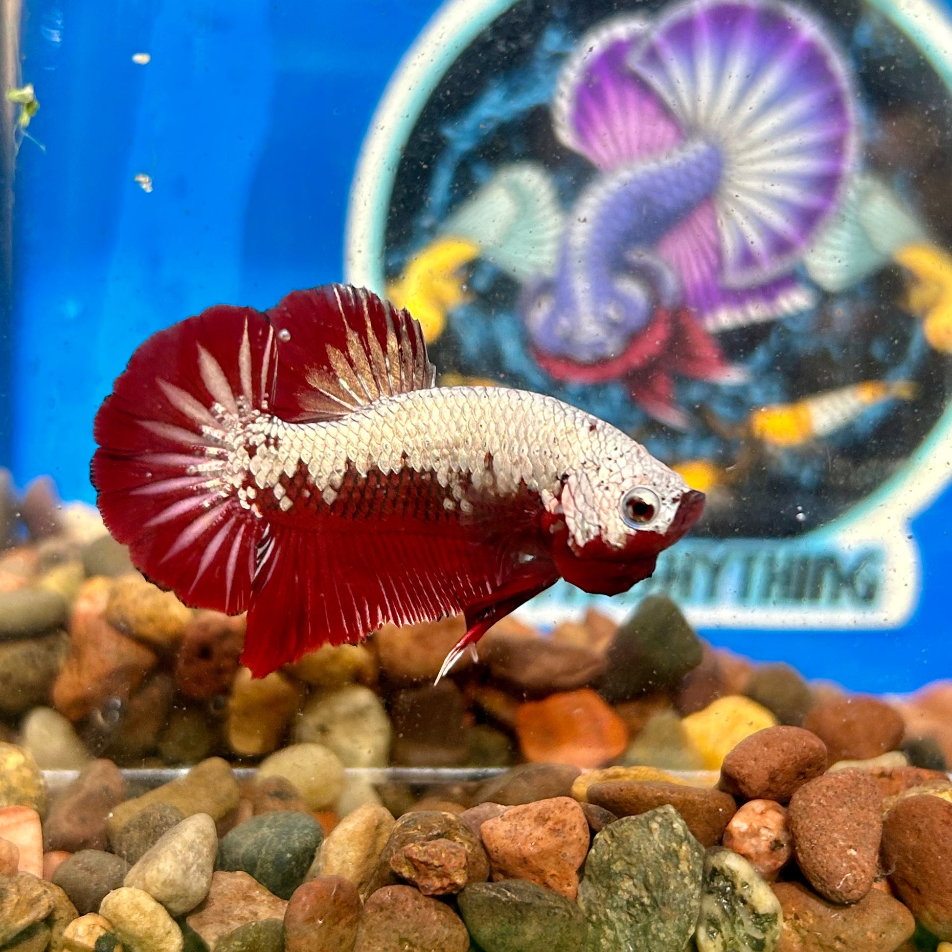 Red Samurai Plakat - Male Betta 140