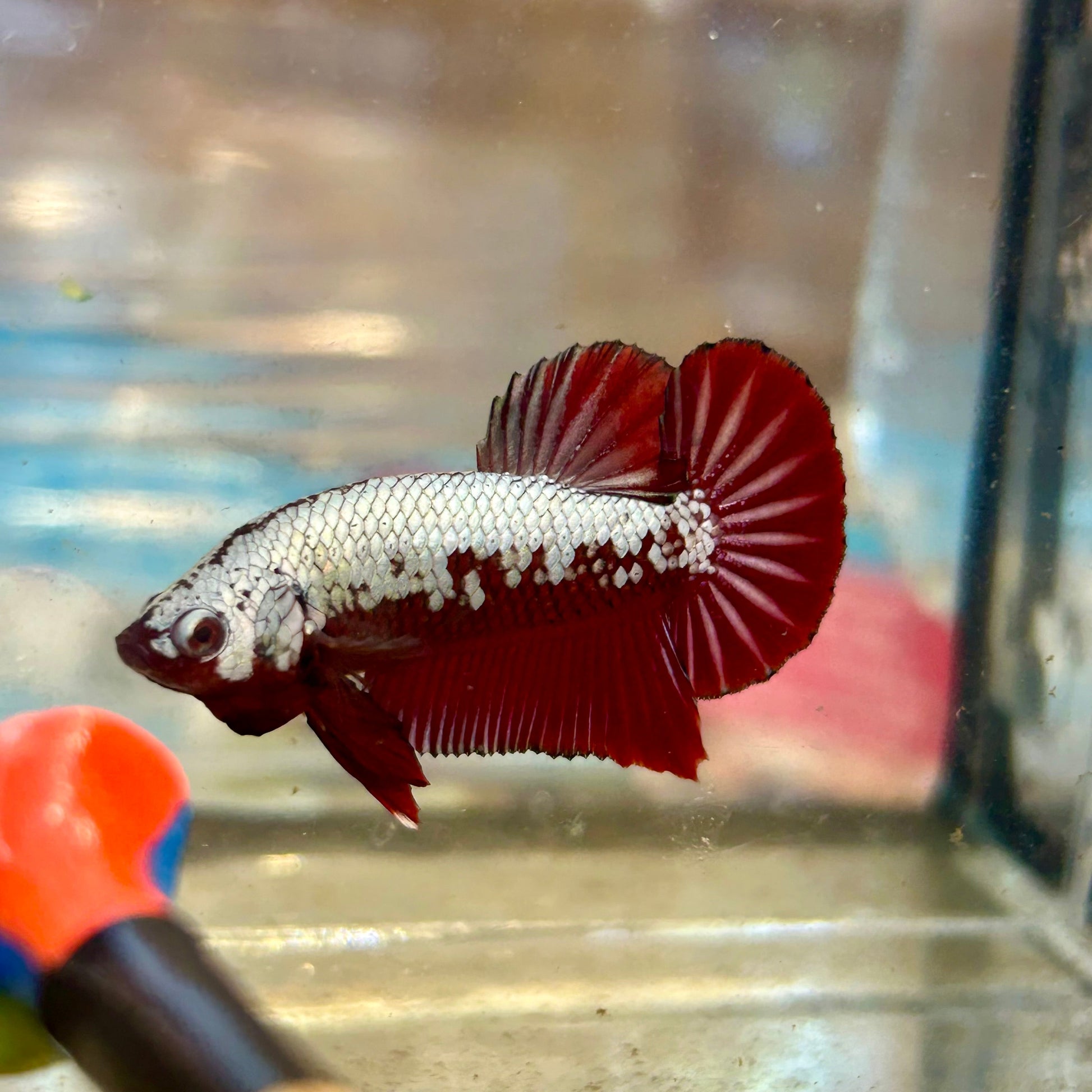 Red Samurai Plakat - Male betta 16