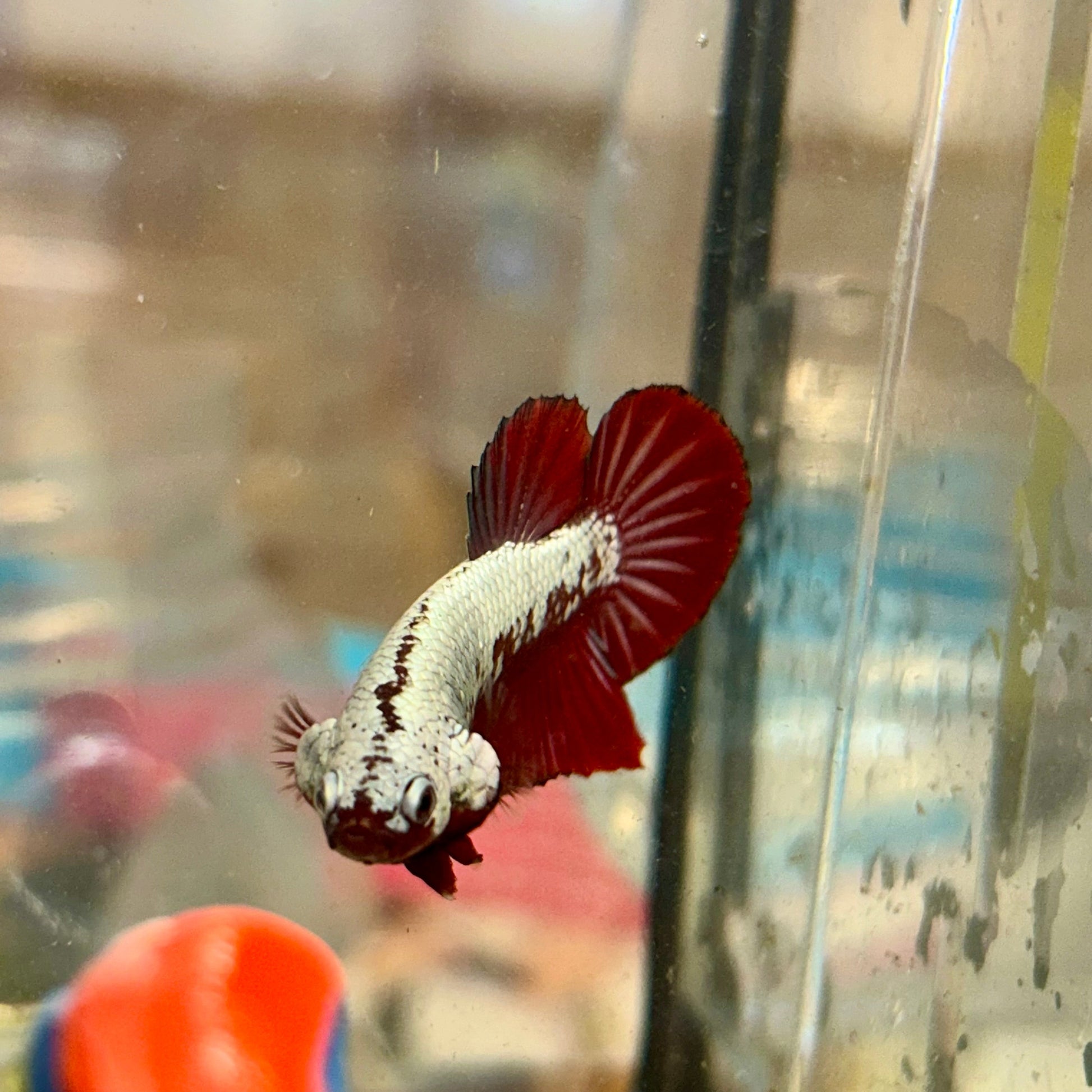 Red Samurai Plakat - Male betta 16