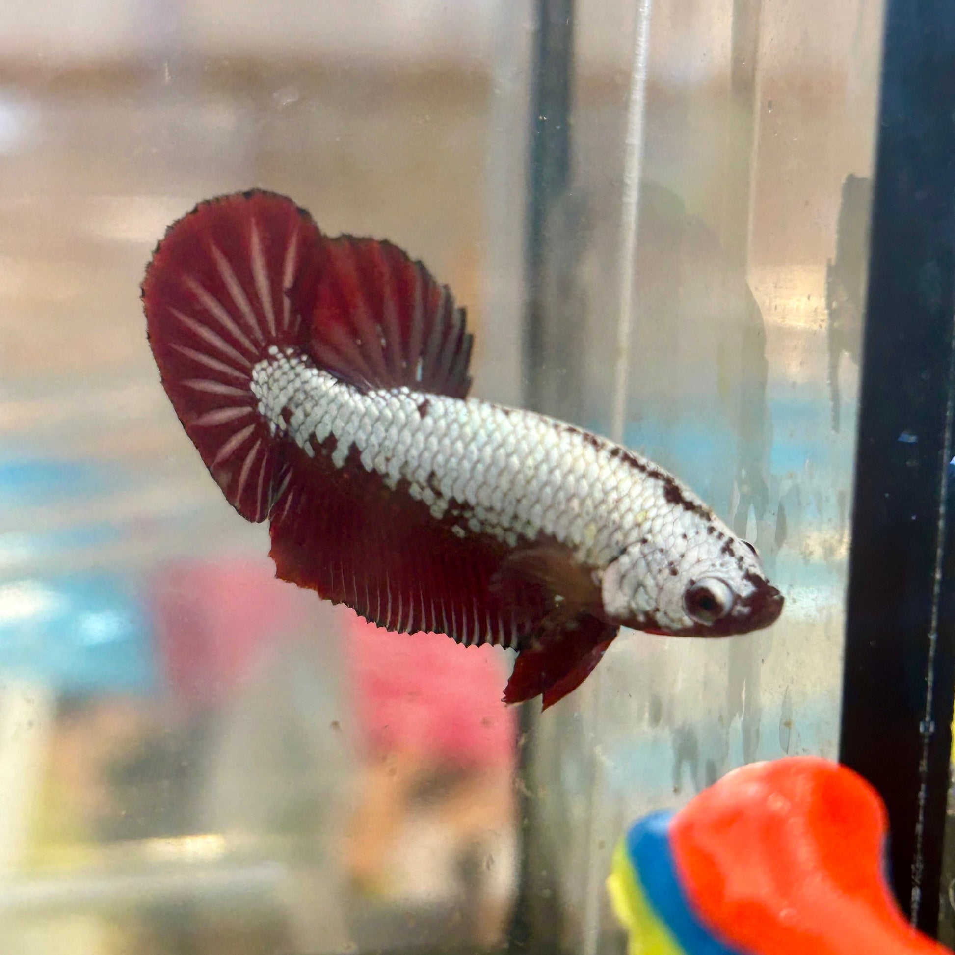 Red Samurai Plakat - Male betta 16