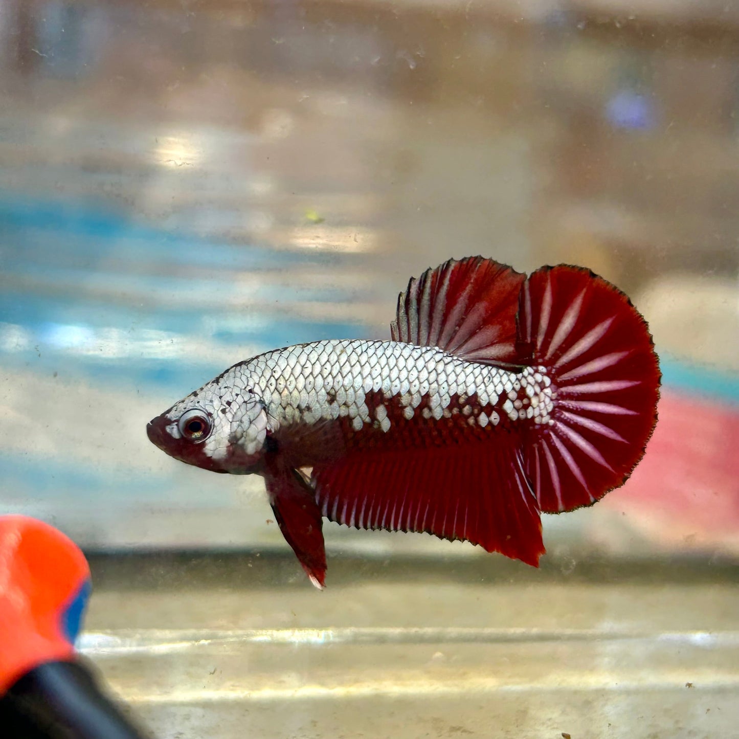 Red Samurai Plakat - Male betta 16