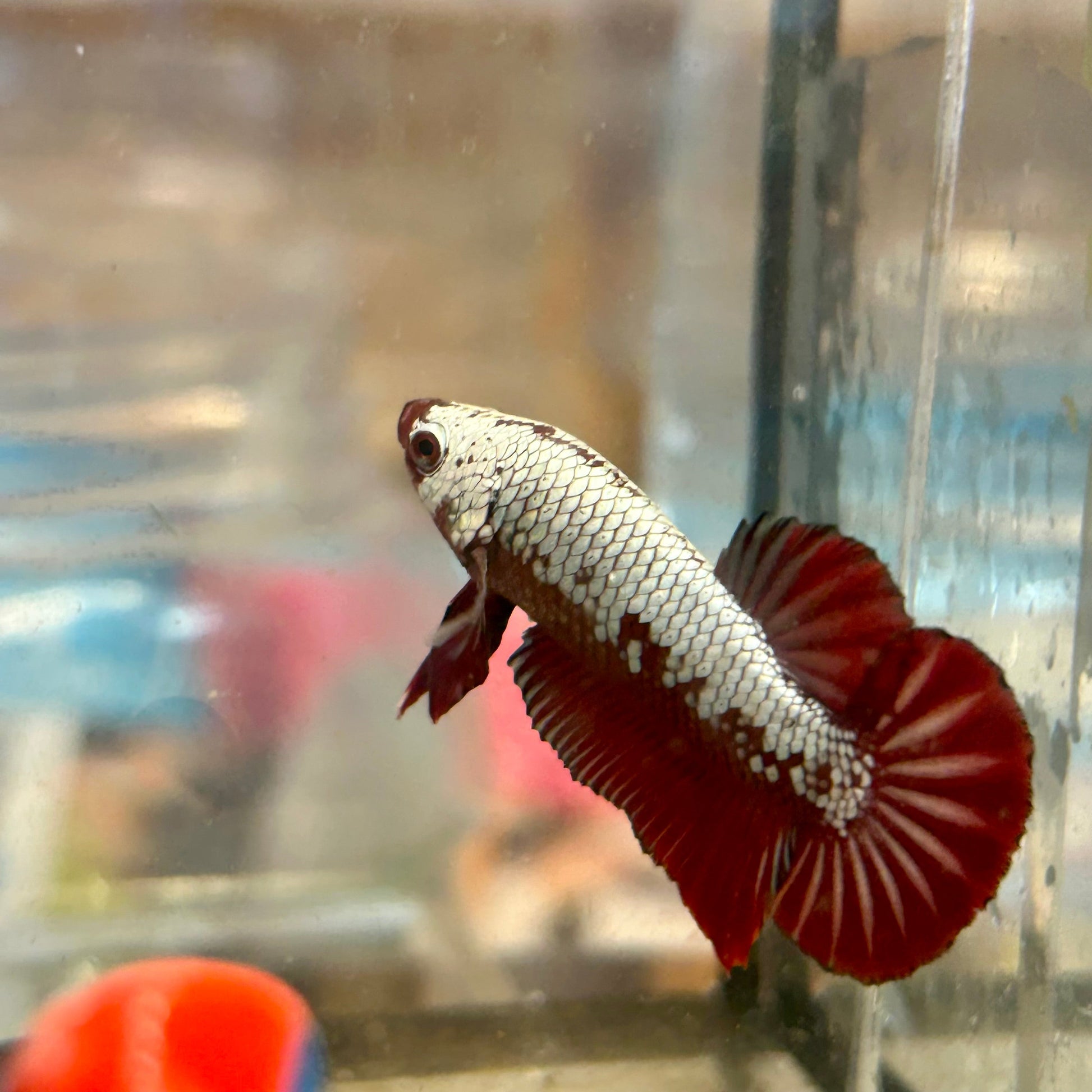 Red Samurai Plakat - Male betta 16