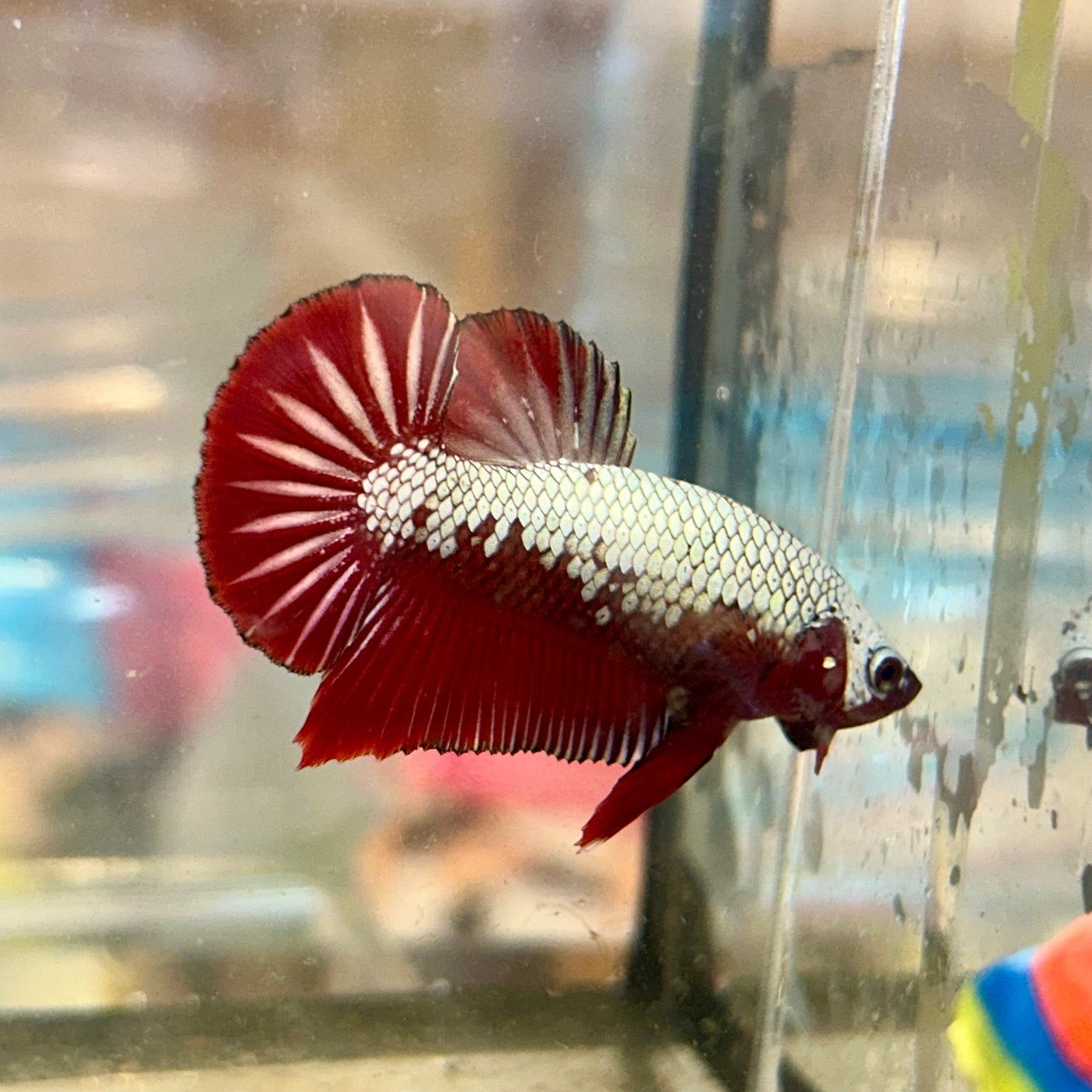 Red Samurai Plakat - Male betta 16