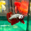 Red Samurai Plakat - Male betta 76