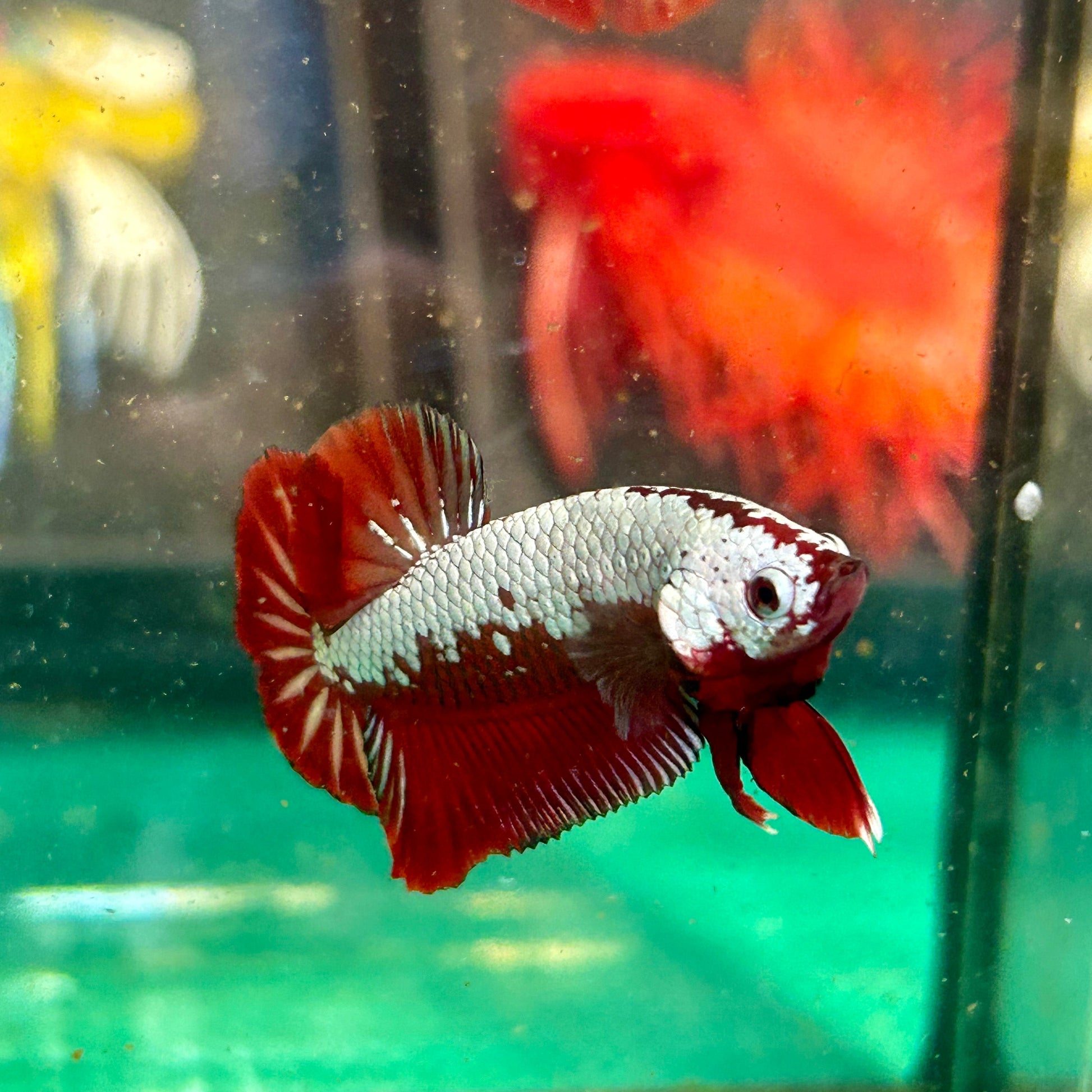 Red Samurai Plakat - Male betta 76