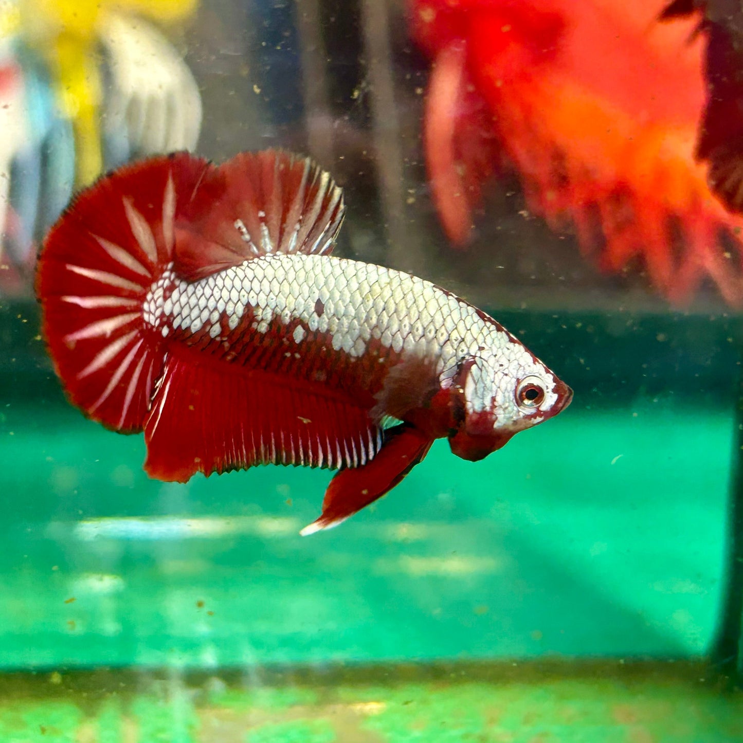 Red Samurai Plakat - Male betta 76