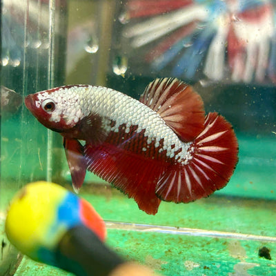 Red Samurai Plakat - Male betta 76