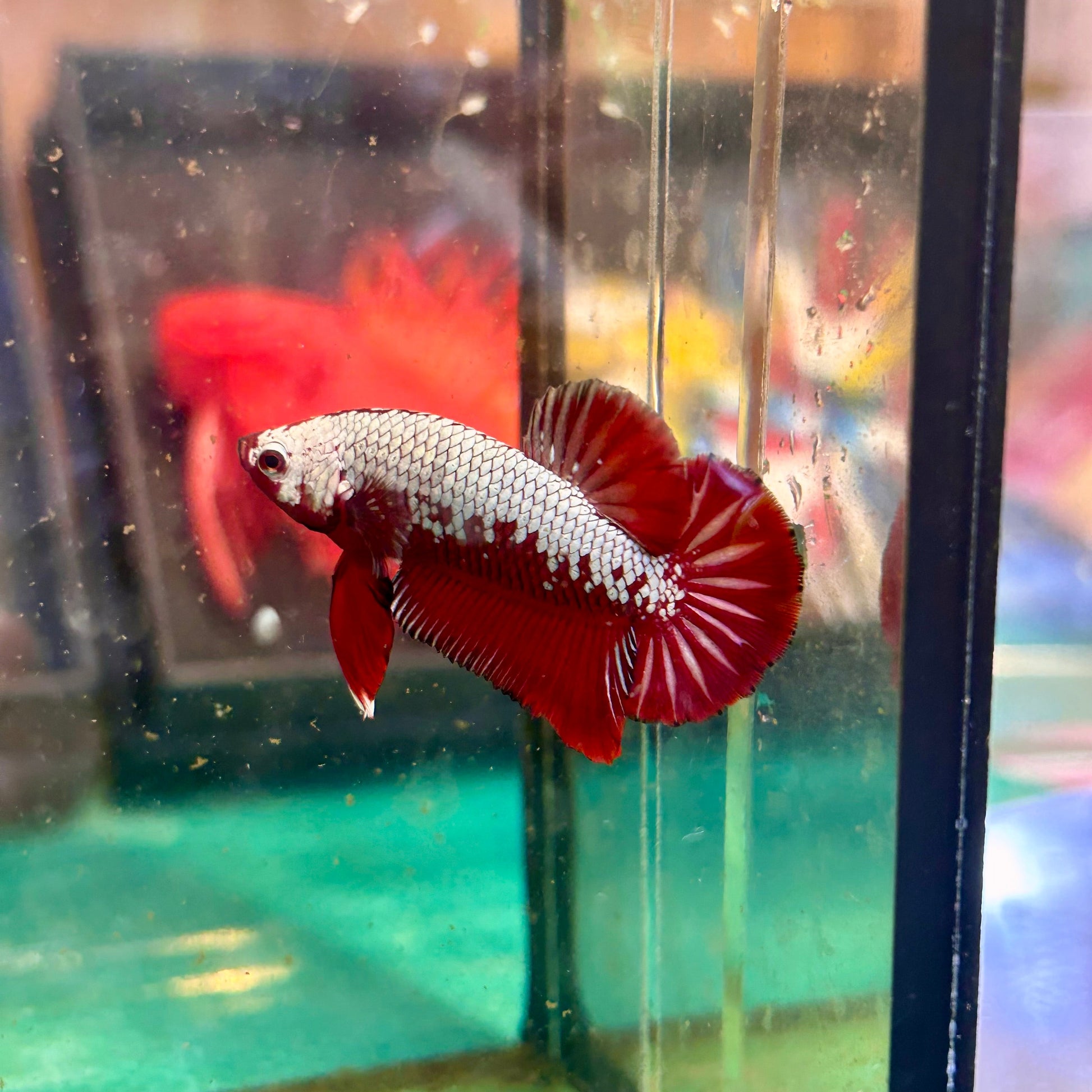 Red Samurai Plakat - Male betta 76