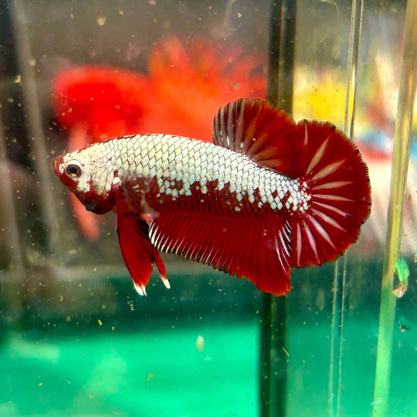 Red Samurai Plakat - Male betta 76