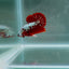 Red Wood Samurai S24 Plakat - Male Betta