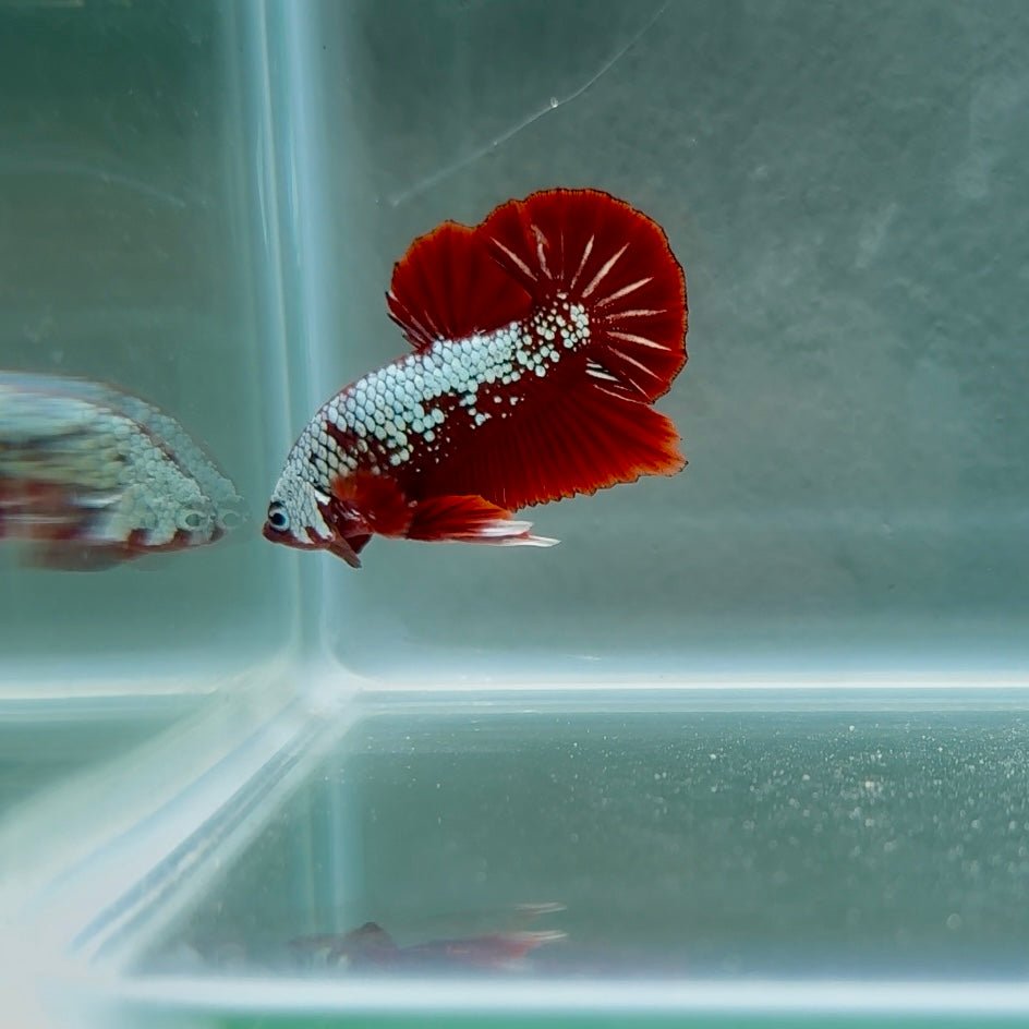 Red Wood Samurai S24 Plakat - Male Betta