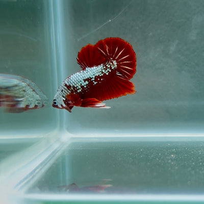 Red Wood Samurai S24 Plakat - Male Betta