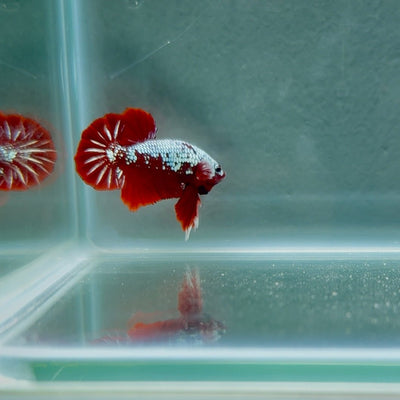 Red Wood Samurai S24 Plakat - Male Betta