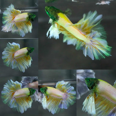 Rose Tail Yellow Butterfly Black Head King neon - Male Betta