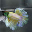 Rose Tail Yellow Butterfly Black Head King neon - Male Betta