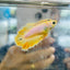 Rose Tail Yellow King neon - Female Betta 074