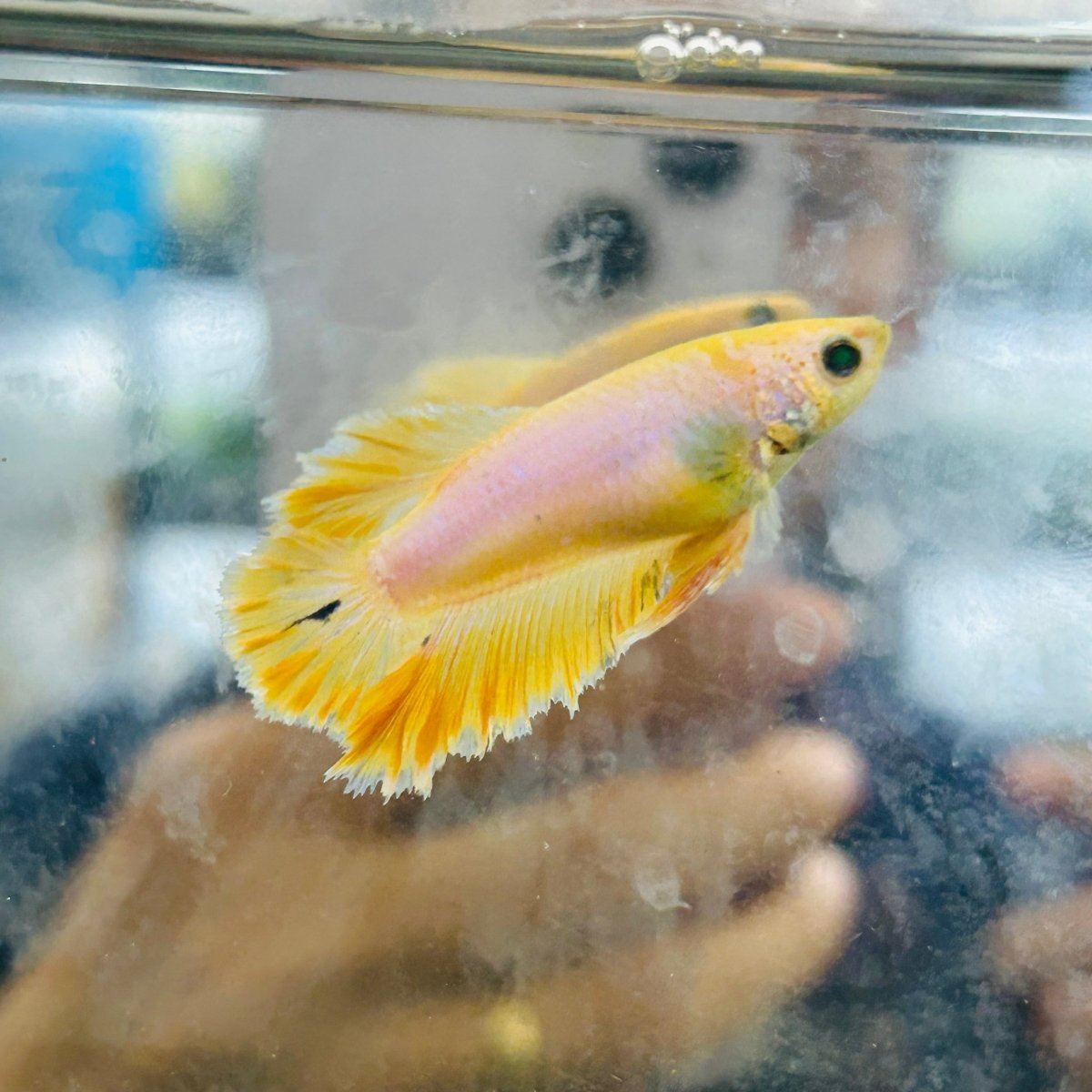 Rose Tail Yellow King neon - Female Betta 074