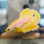 Rose Tail Yellow King neon - Female Betta 074
