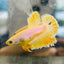 Rose Tail Yellow King neon - Female Betta 074