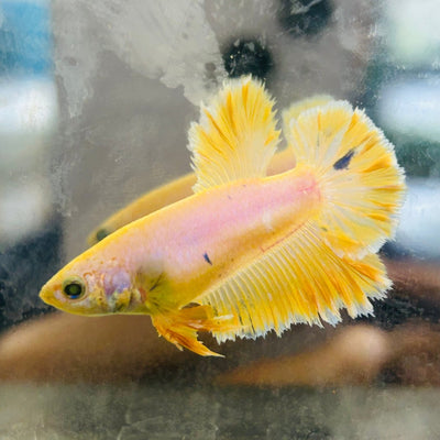Rose Tail Yellow King neon - Female Betta 074
