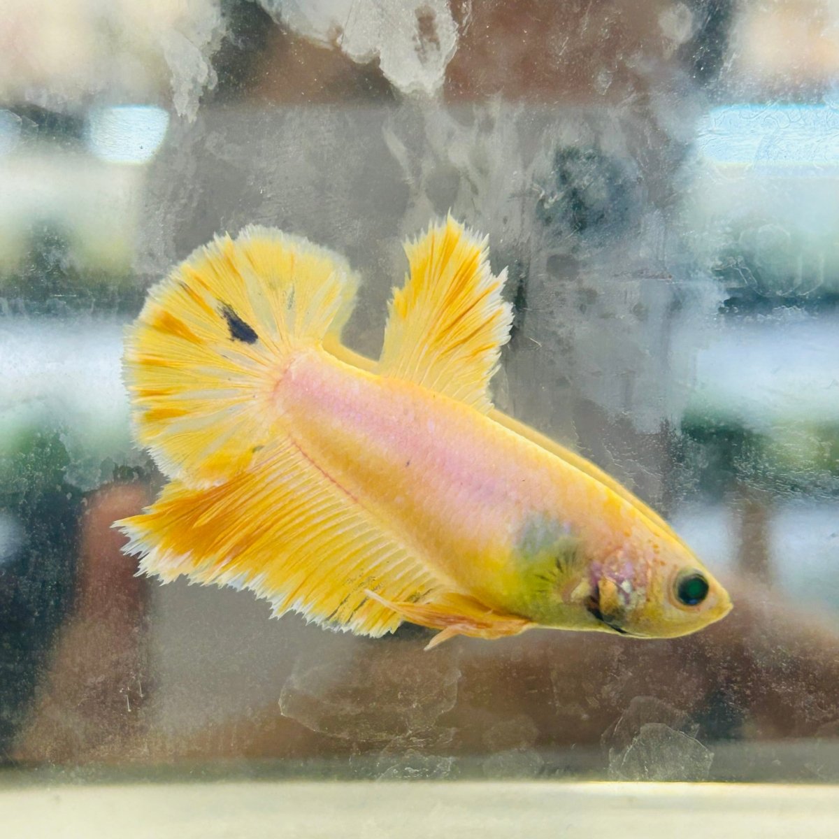 Rose Tail Yellow King neon - Female Betta 074