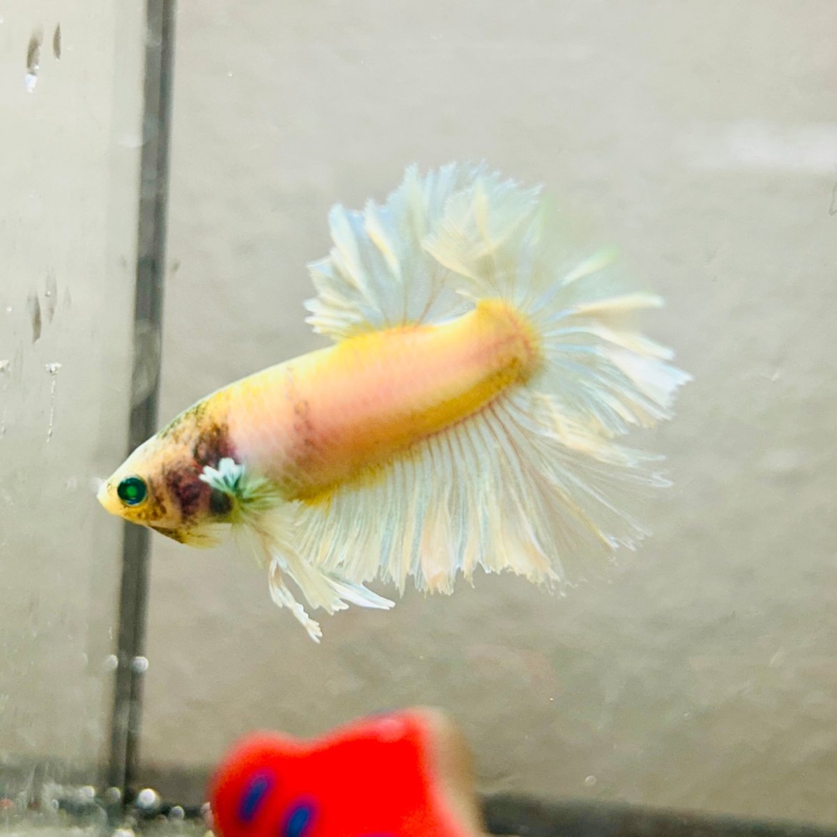 Rosetail Light Yellow Neon Male Betta 052