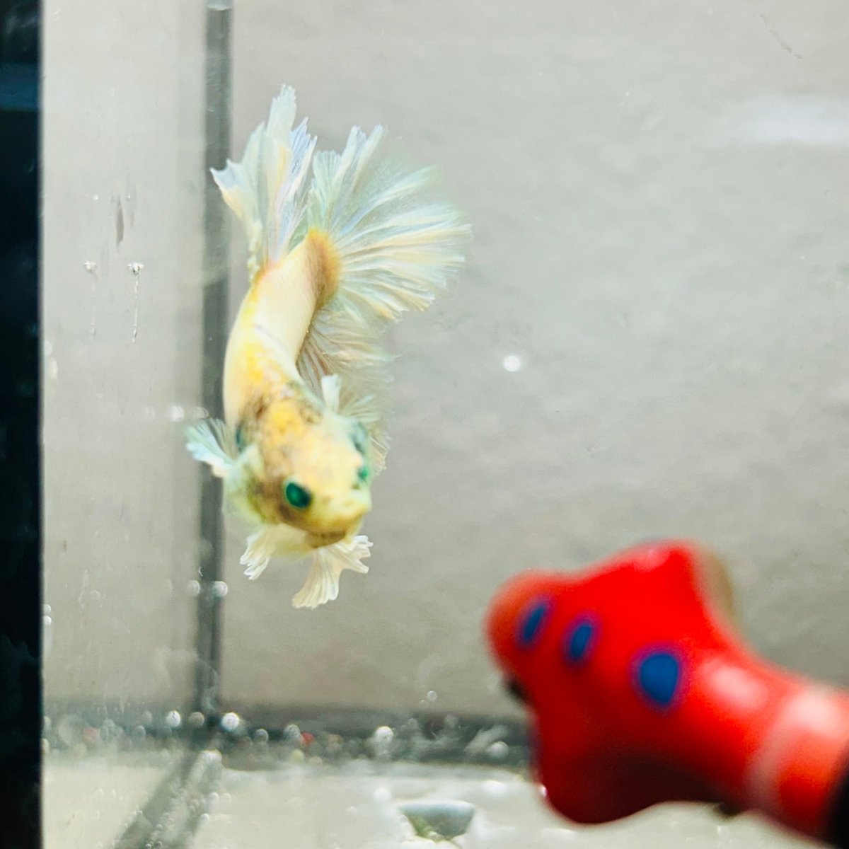 Rosetail Light Yellow Neon Male Betta 052