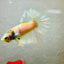 Rosetail Light Yellow Neon Male Betta 052