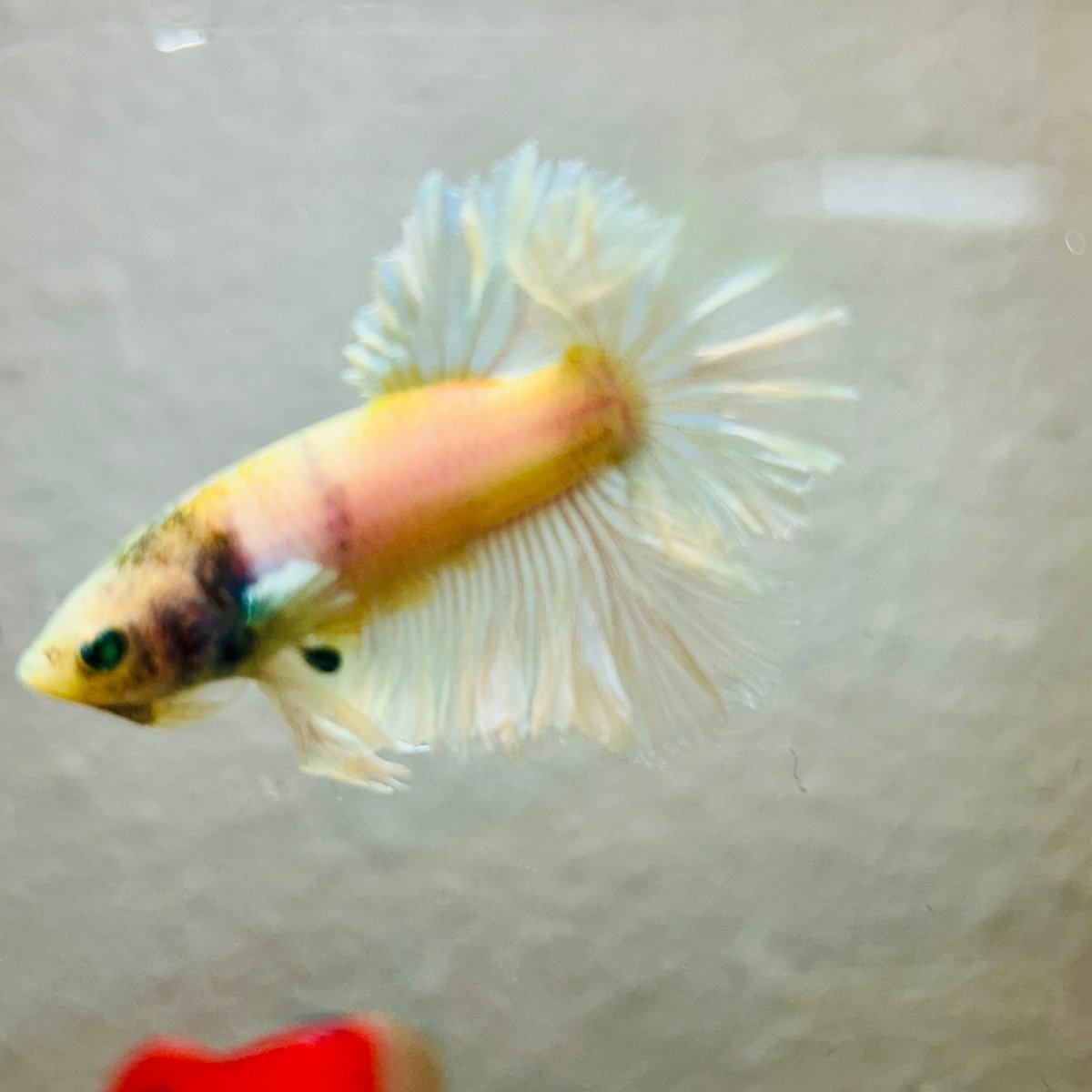 Rosetail Light Yellow Neon Male Betta 052
