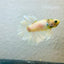 Rosetail Light Yellow Neon Male Betta 052
